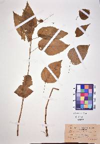 Circaea canadensis image