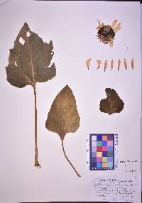 Helianthus petiolaris image