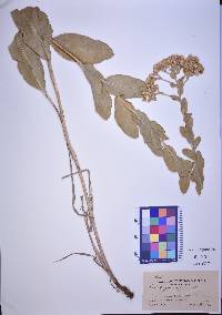 Solidago rigida image