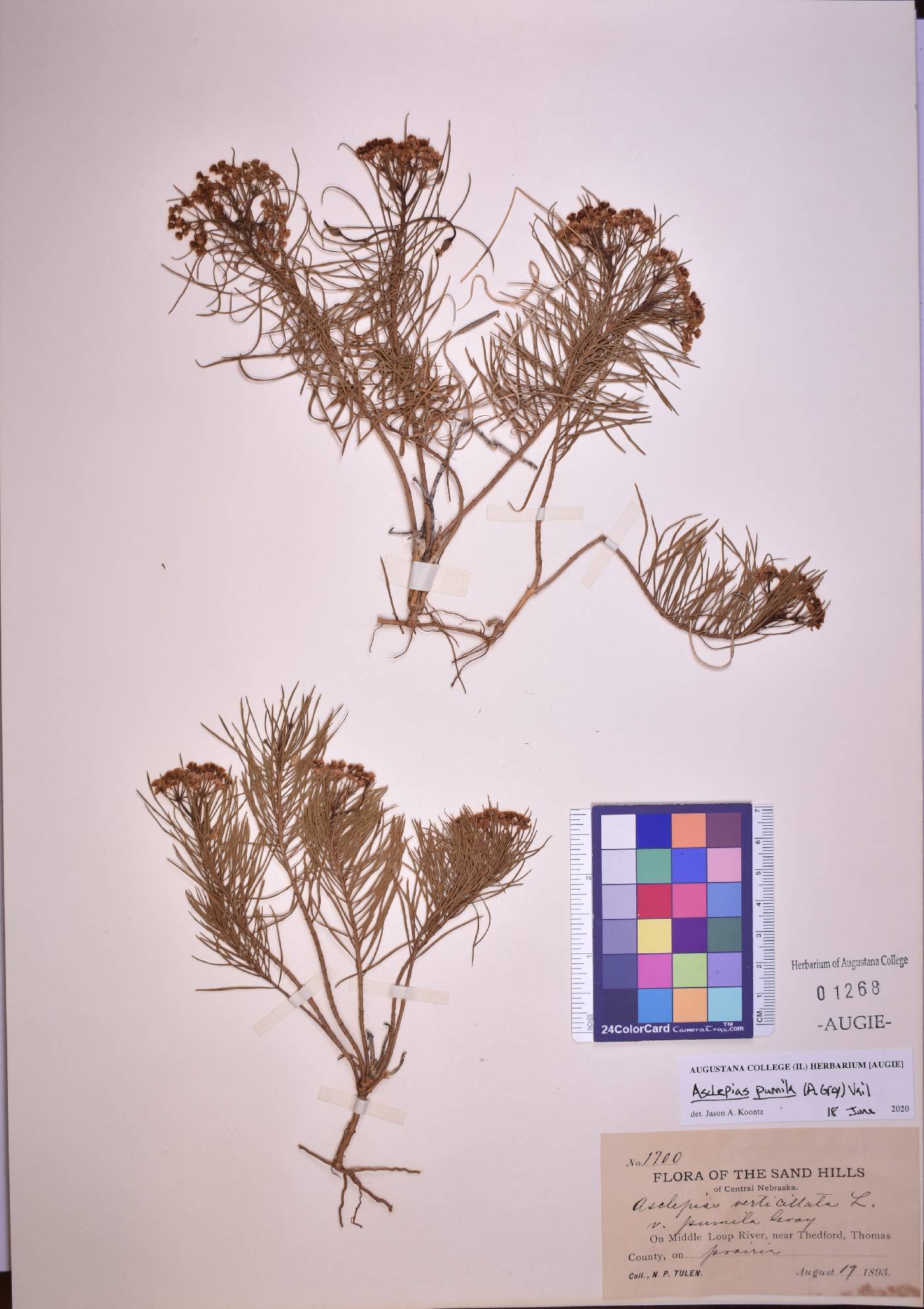 Asclepias pumila image