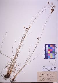 Fimbristylis puberula image