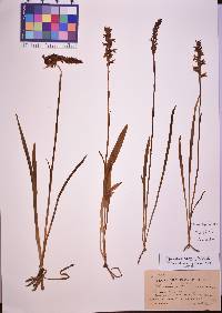 Spiranthes cernua image