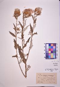 Cirsium altissimum image