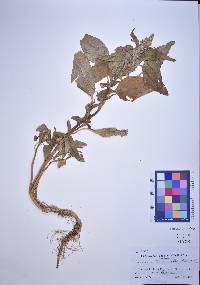 Amaranthus retroflexus image