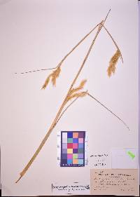 Andropogon hallii image