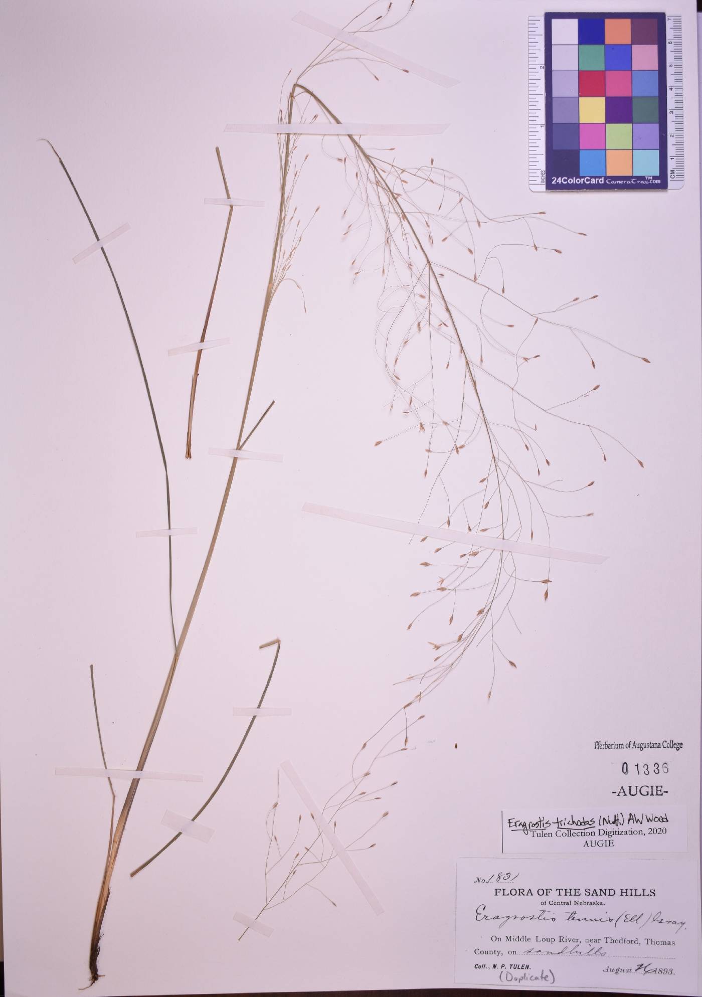 Eragrostis trichodes image