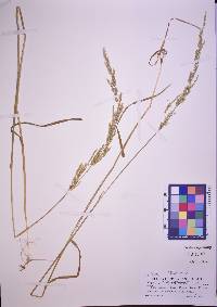 Agrostis exarata image