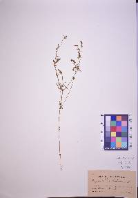 Polygala verticillata image