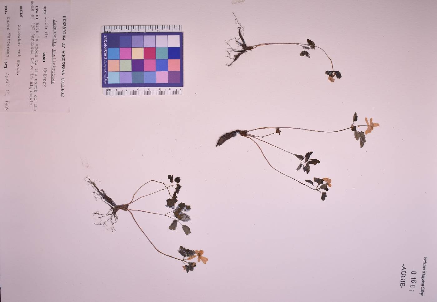 Anemonella thalictroides image