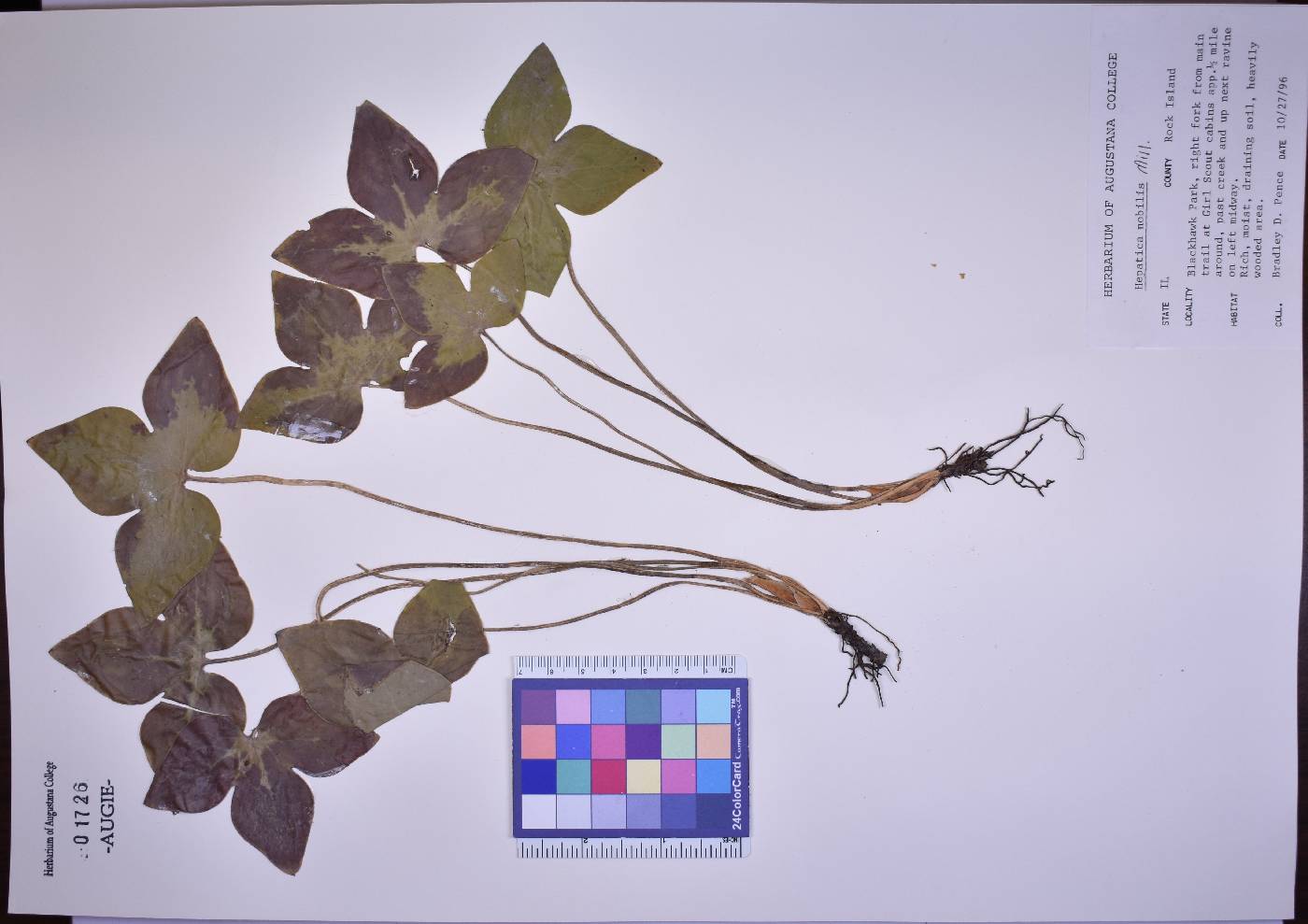 Hepatica nobilis image