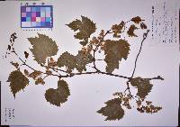 Vitis riparia image