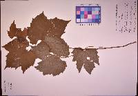 Vitis vulpina image