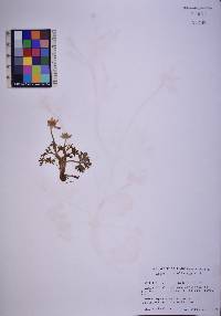 Anemone caroliniana image