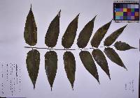 Ailanthus altissima image