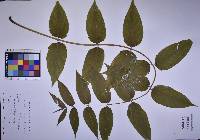 Ailanthus altissima image