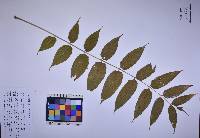 Ailanthus altissima image