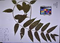 Ailanthus altissima image