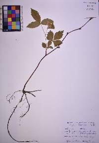 Rubus flagellaris image