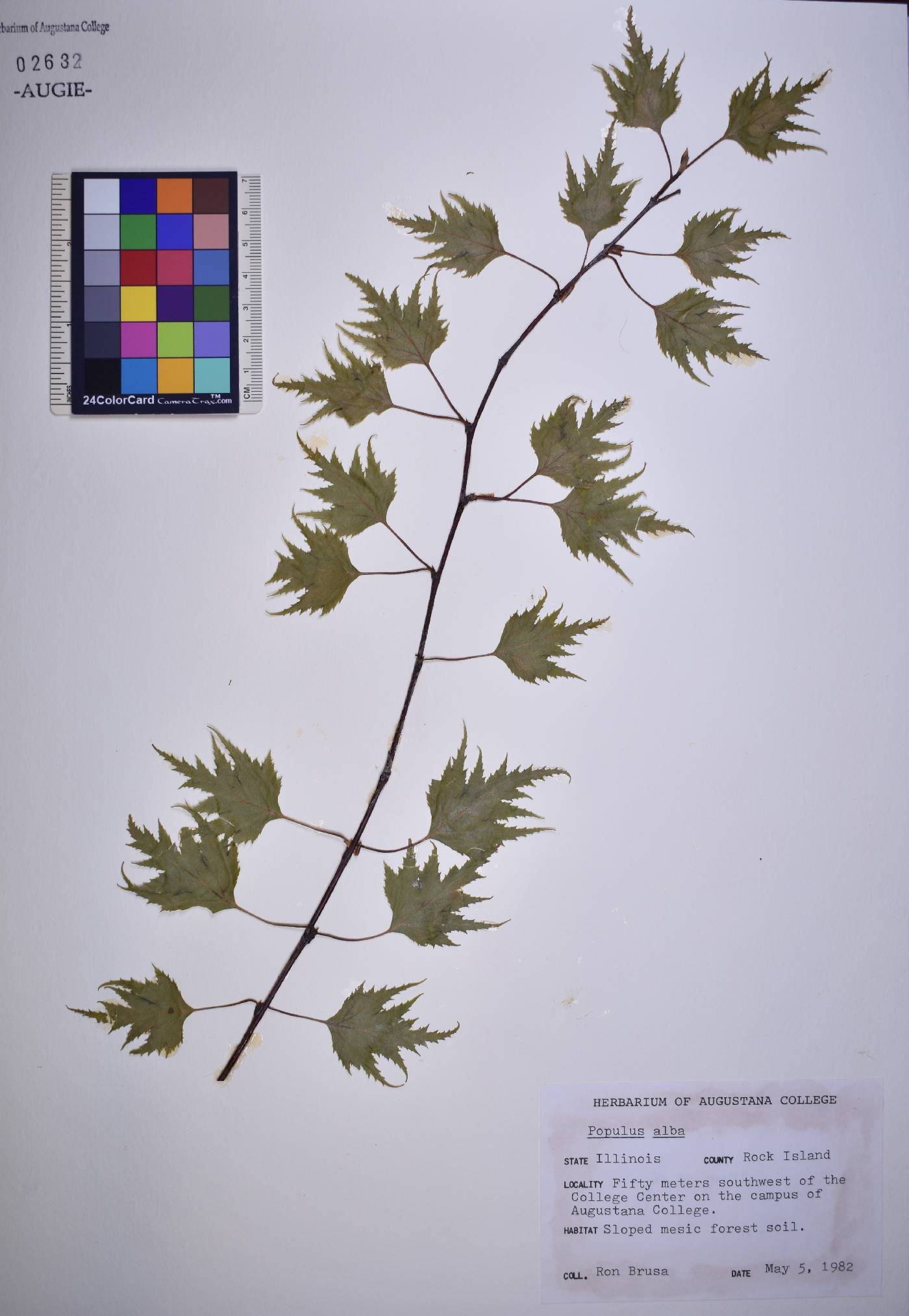 Betula pendula subsp. pendula image