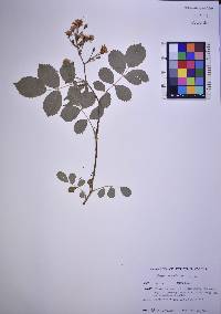 Rosa multiflora image