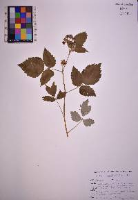 Rubus occidentalis image