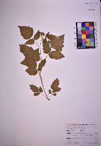 Rubus occidentalis image