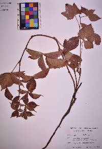 Rubus flagellaris image