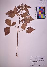 Rubus flagellaris image