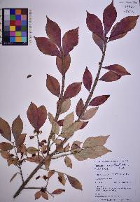 Euonymus alatus image