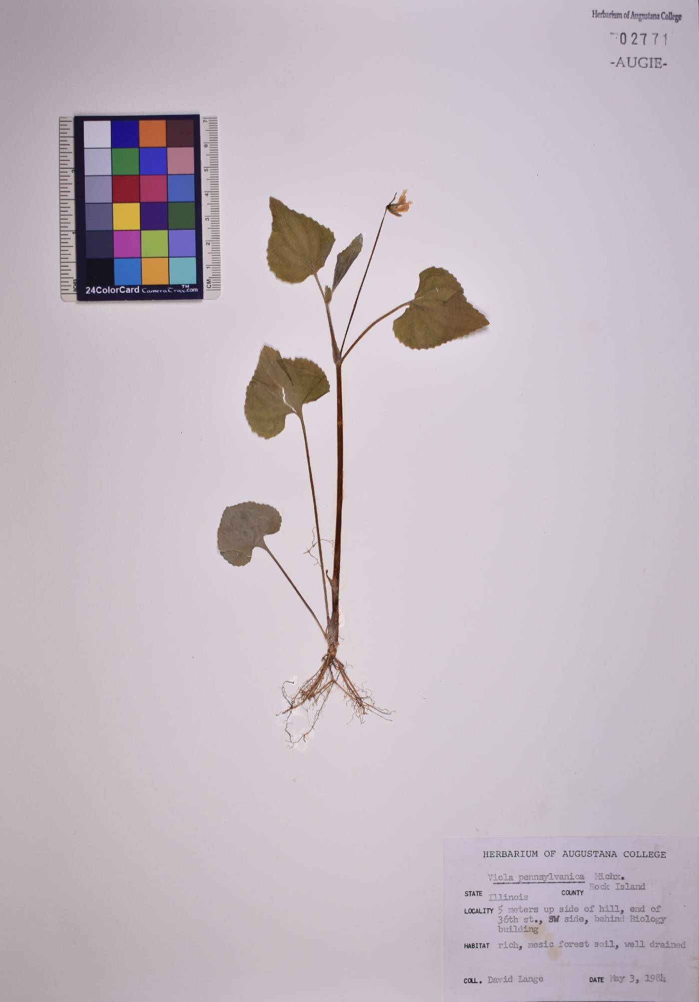 Viola pensylvanica image