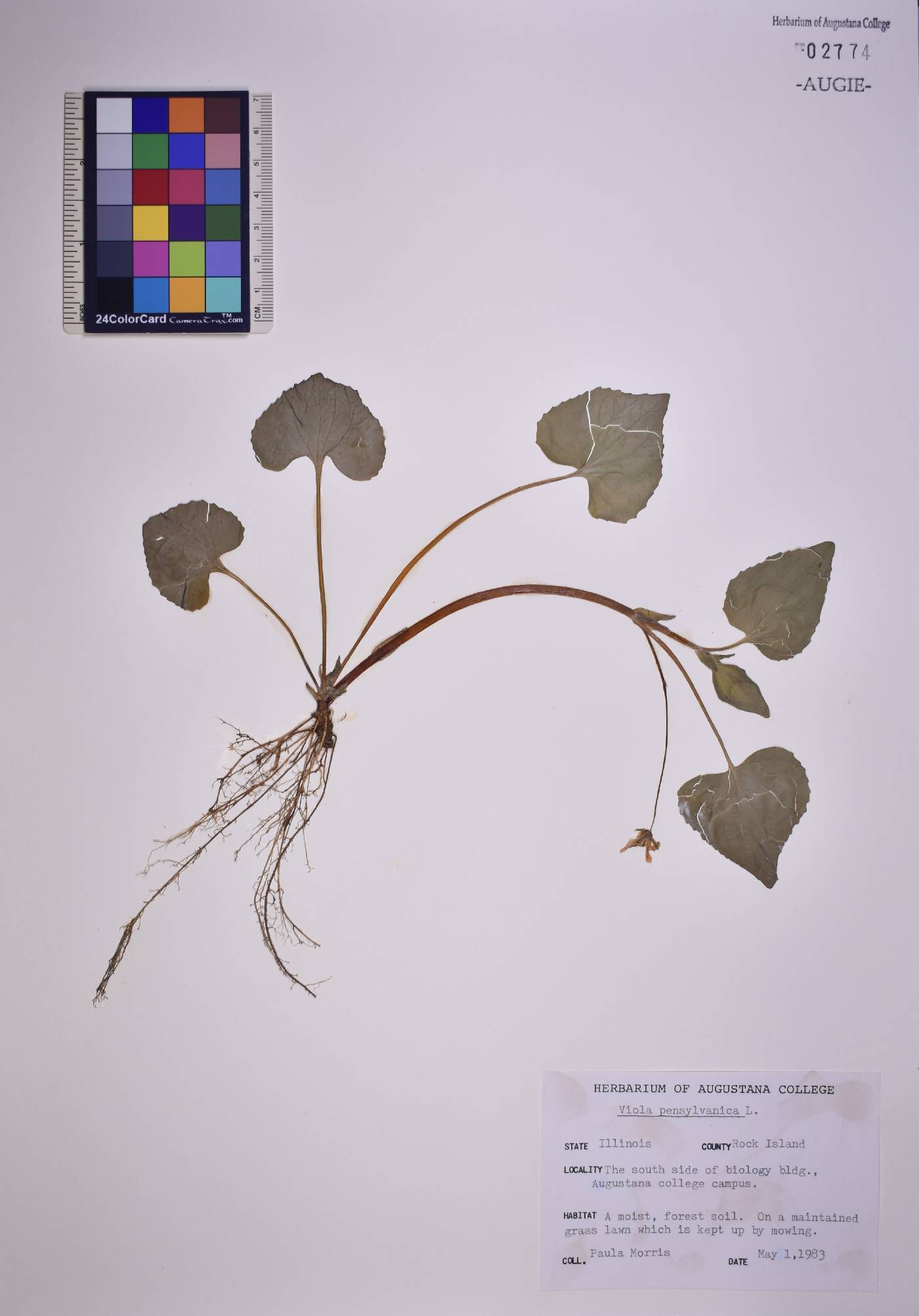 Viola pensylvanica image