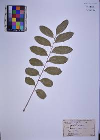 Simarouba glauca image