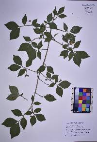 Zanthoxylum americanum image