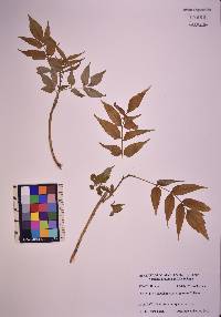 Ailanthus altissima image