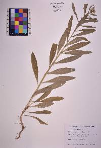 Borodinia canadensis image