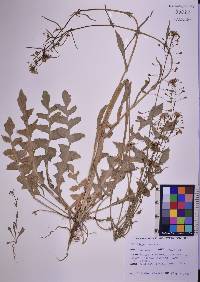 Brassica napus image