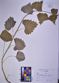 Image Associated With the Occurence