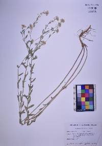 Berteroa incana image