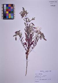 Oenothera pallida image