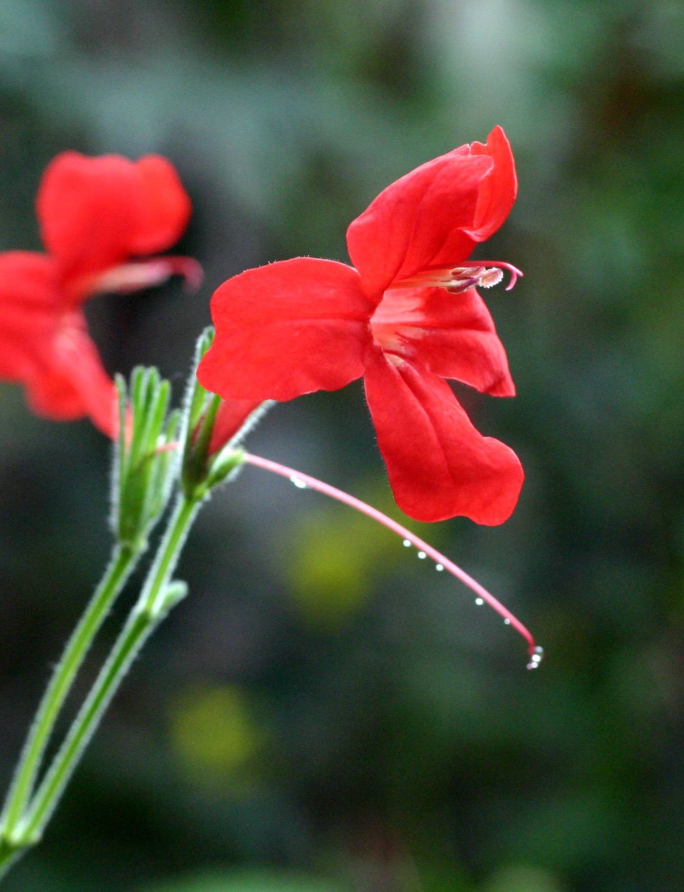 Ruellia elegans image