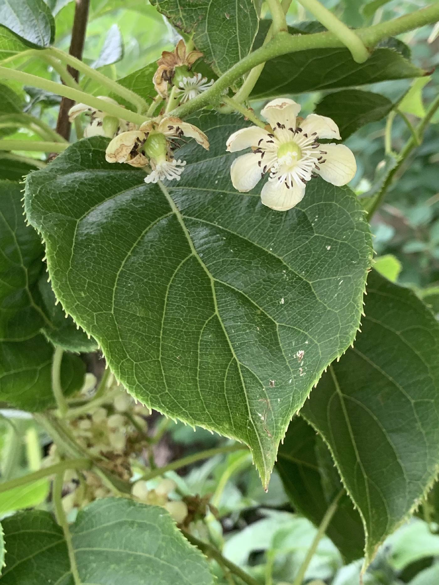 Actinidia arguta image