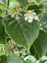 Image of Actinidia arguta