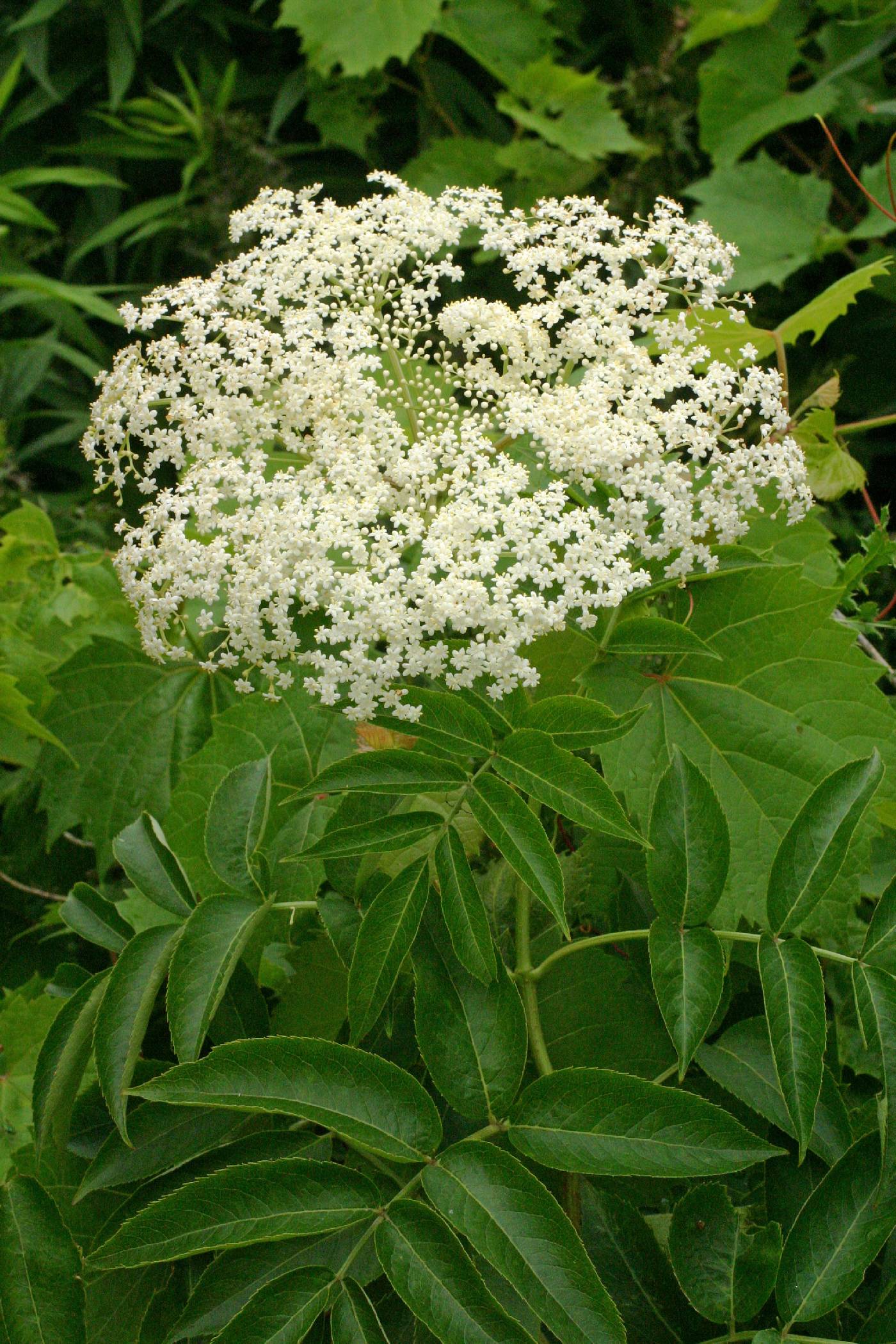 Sambucus canadensis image