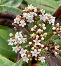 Viburnum davidii image