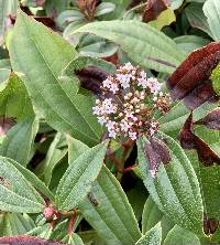 Viburnum davidii image