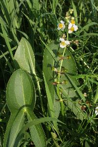 Image of Sagittaria brevirostra