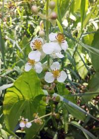 Sagittaria australis image