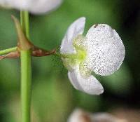 Sagittaria brevirostra image