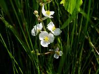 Sagittaria cuneata image