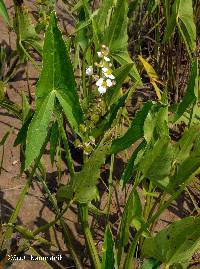 Sagittaria australis image